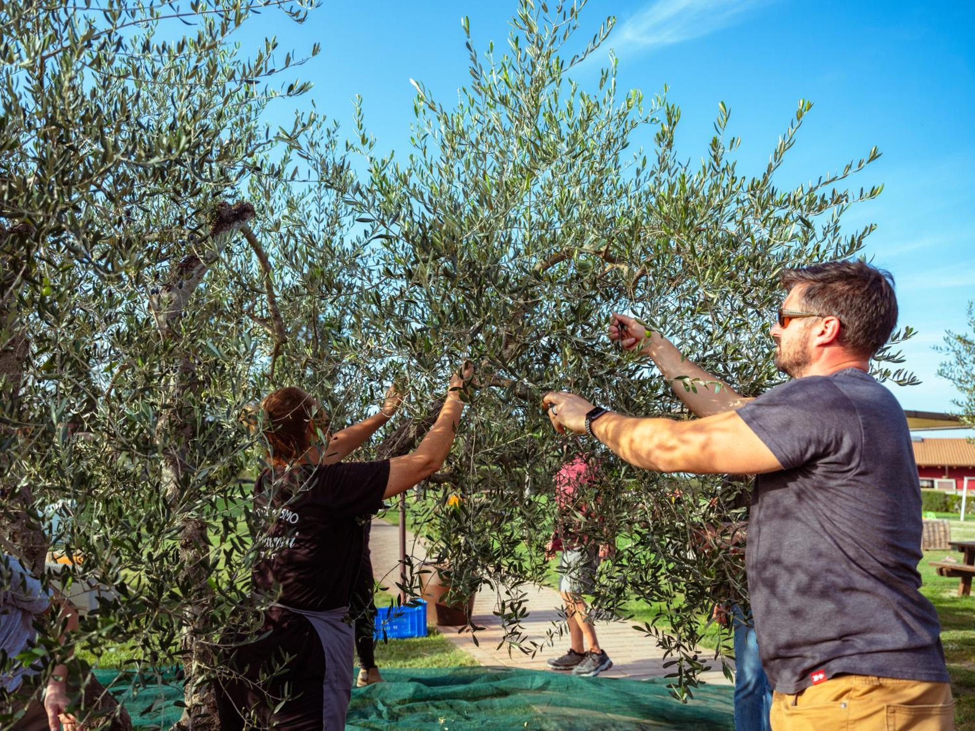 Farm stay Biologico Diacceroni *